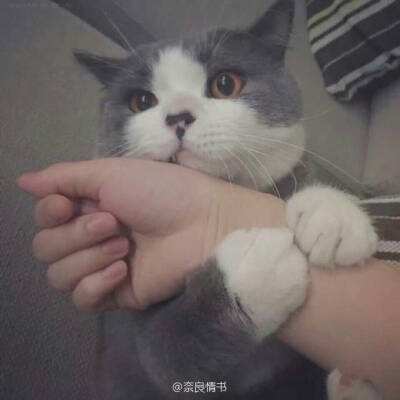 炙热行动手游